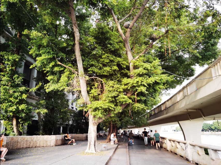 广州沙面是租界吗,广州沙面街最新照片