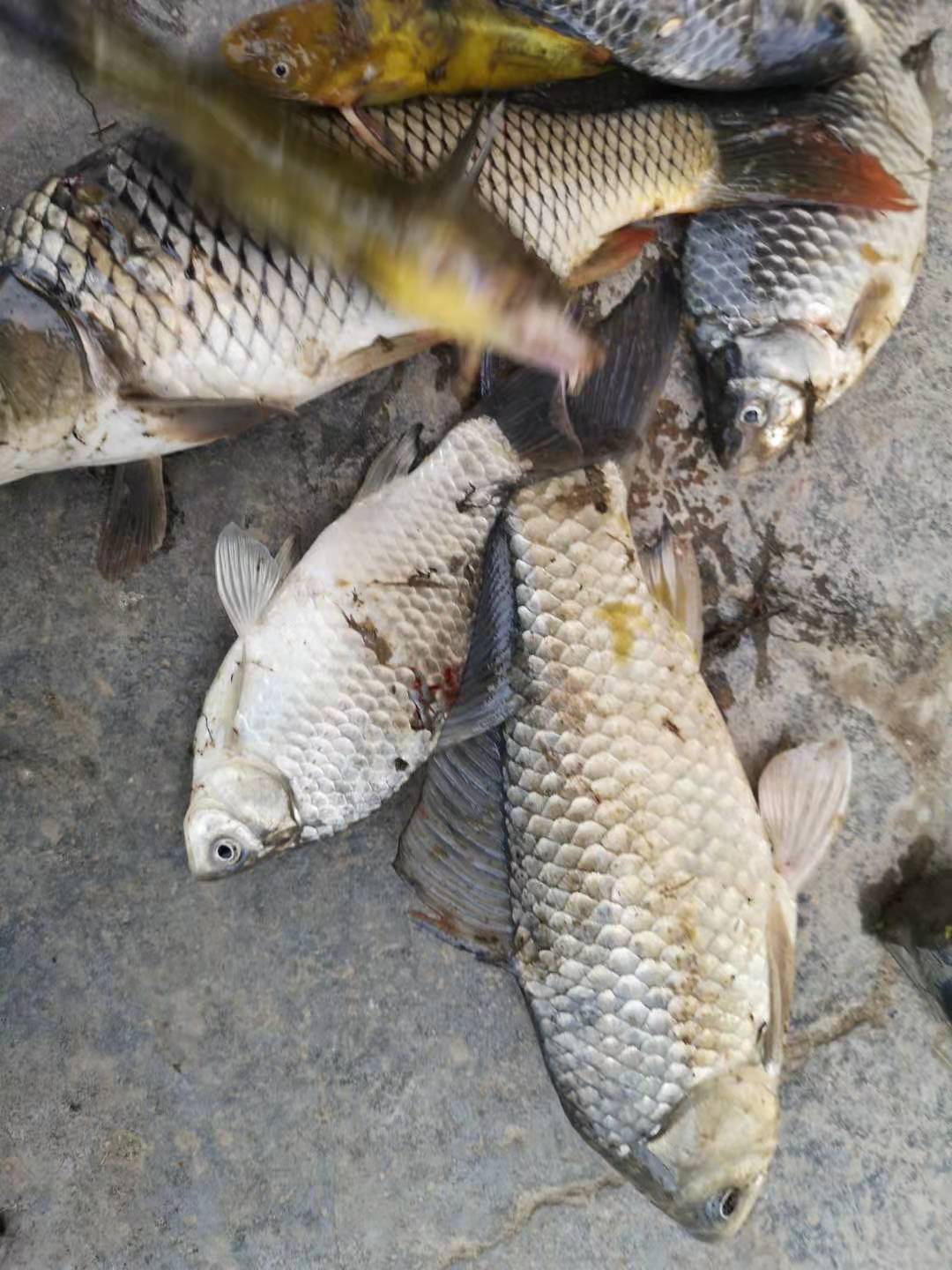 初夏大板鲫钓底还是钓浮,初夏为什么很难钓到大板鲫