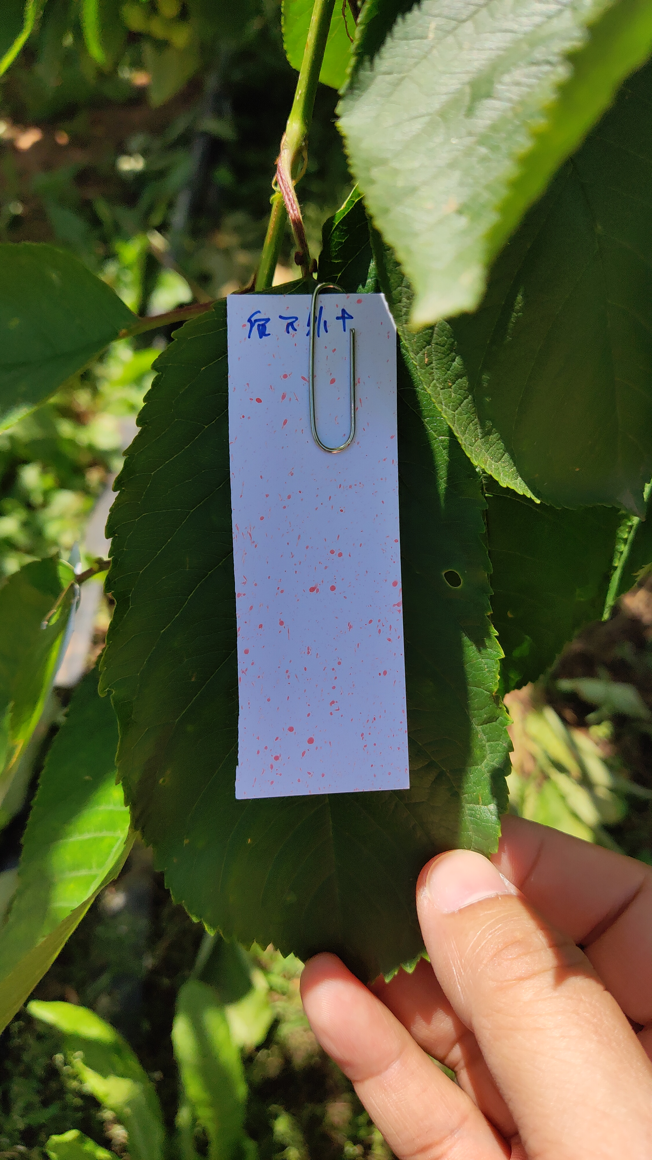 农业科技无人机播撒农药,植保无人机打药一亩飞一次多少钱