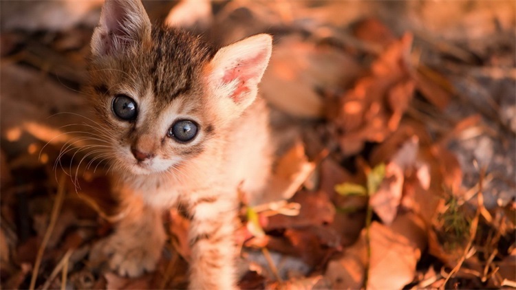 猫咪厌食无神是什么病,猫咪厌食吃什么药好得快