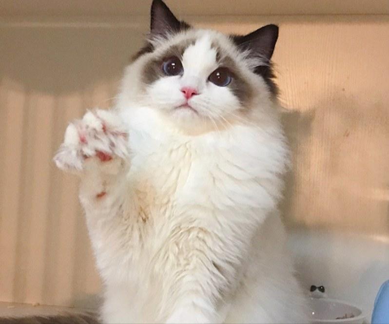 养很多猫很费钱吗,养什么猫最便宜又好养又粘人