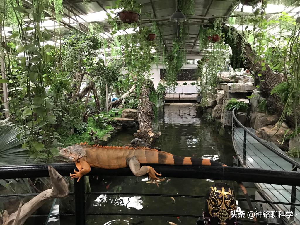 蛇中熊猫莽山烙铁头,莽山烙铁头蛇全球仅有500条