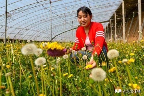 大棚蒲公英种植基地,国家扶持蒲公英种植的政策