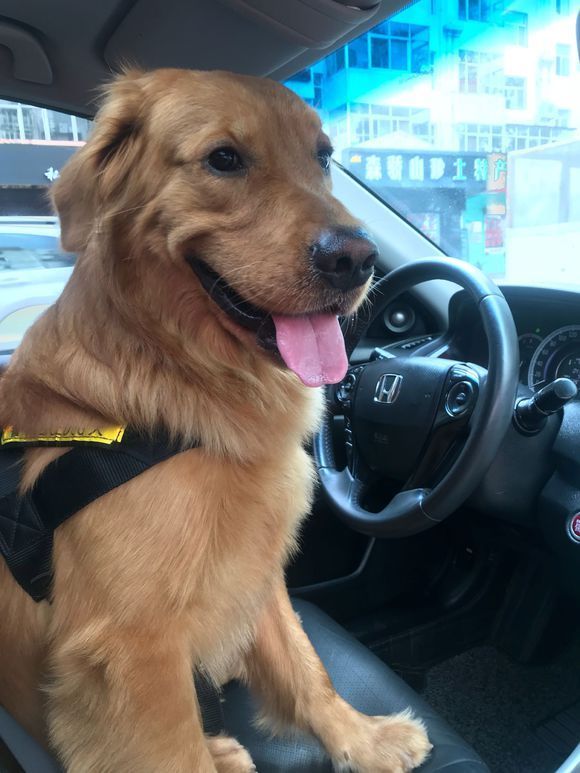 小金毛到家几天可以开始训练,小金毛刚到家该怎么养