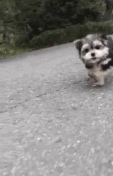 可爱可奶呆萌的小奶狗,可爱呆萌小奶狗