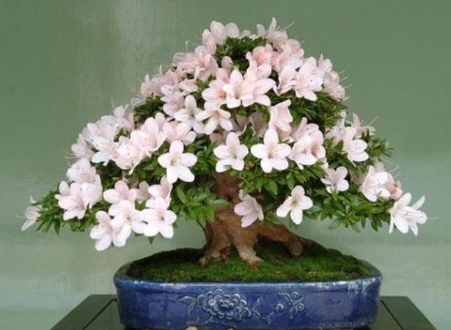 花草黄叶烂根怎么回事,养花草35年也不积水烂根黄叶