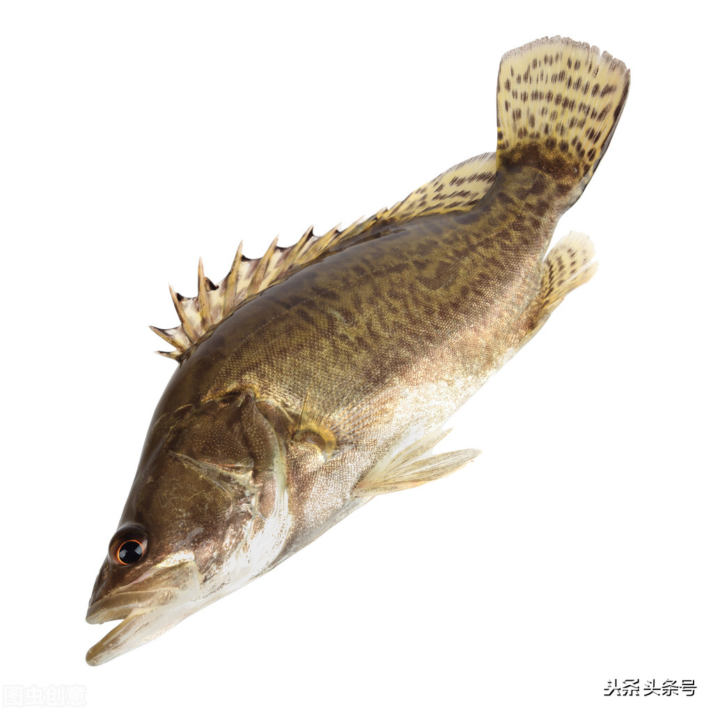 这6种“伤人鱼”是最伤人的,很多钓友被刺过,钓到要注意了