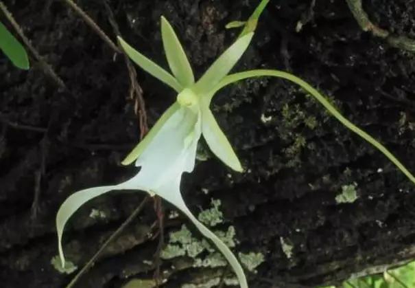 喜马拉雅山上发现的最美的兰花,世上最珍贵的兰花价格