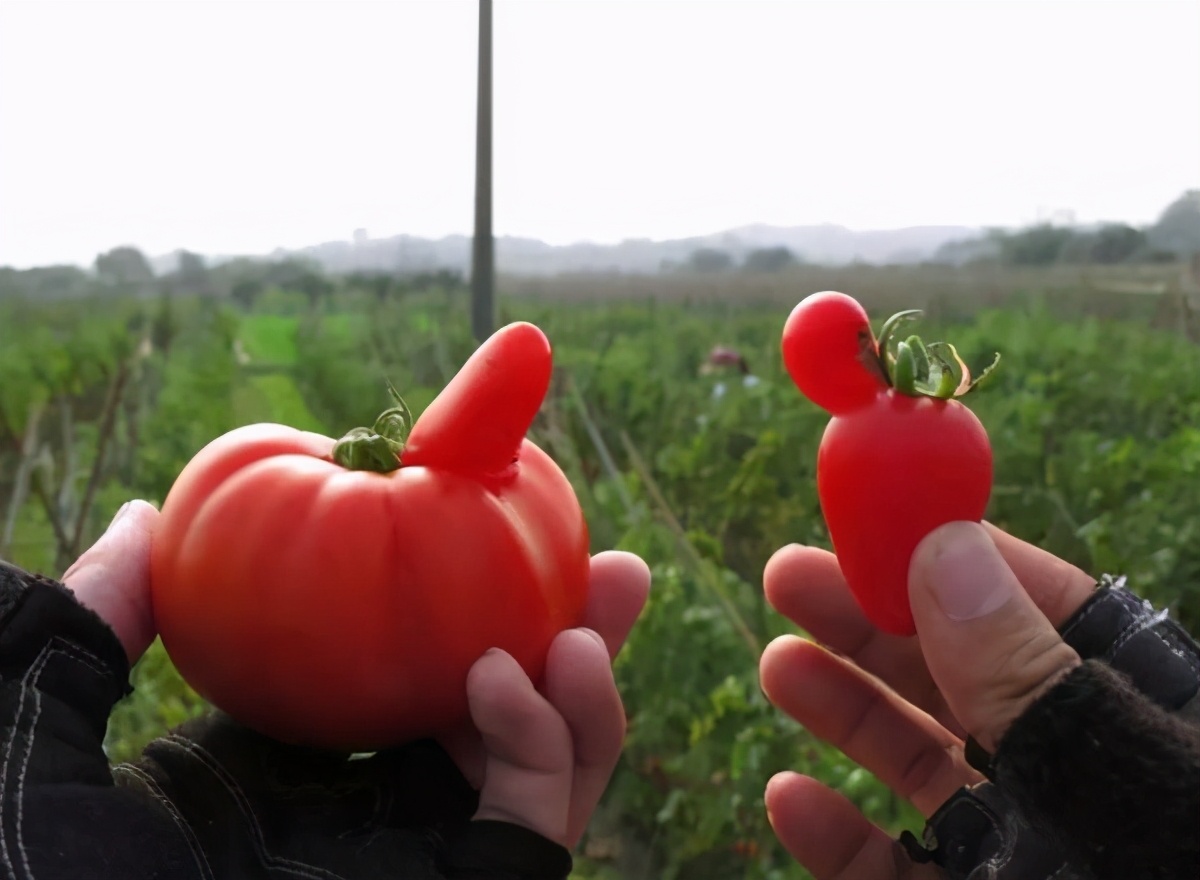 西红柿用的催熟剂对人有害吗,西红柿催熟剂用早了有什么危害