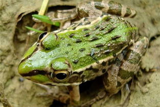 新手在家可以做的十大暴利行业,十万元可以做什么生意暴利