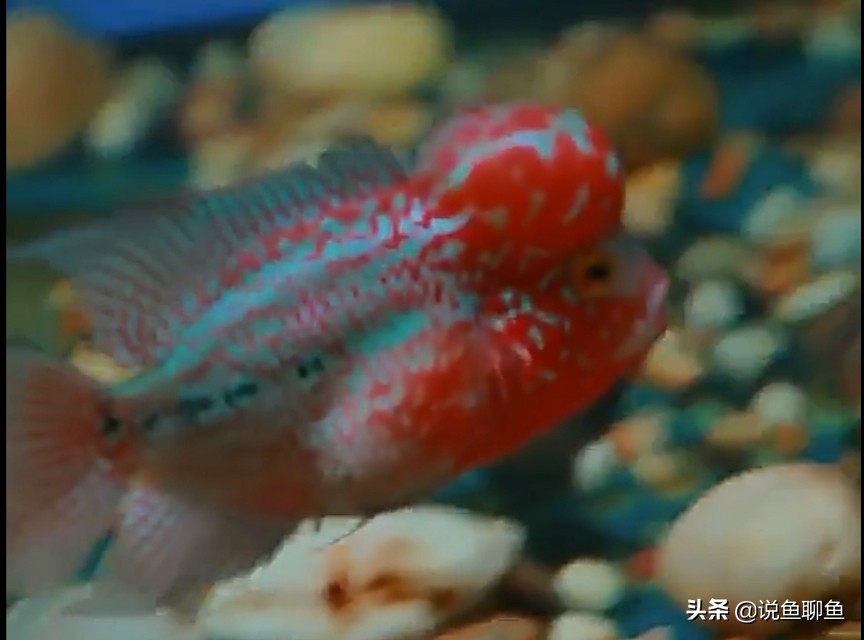 饲养罗汉鱼该怎么去饲养，今天来探讨一下。