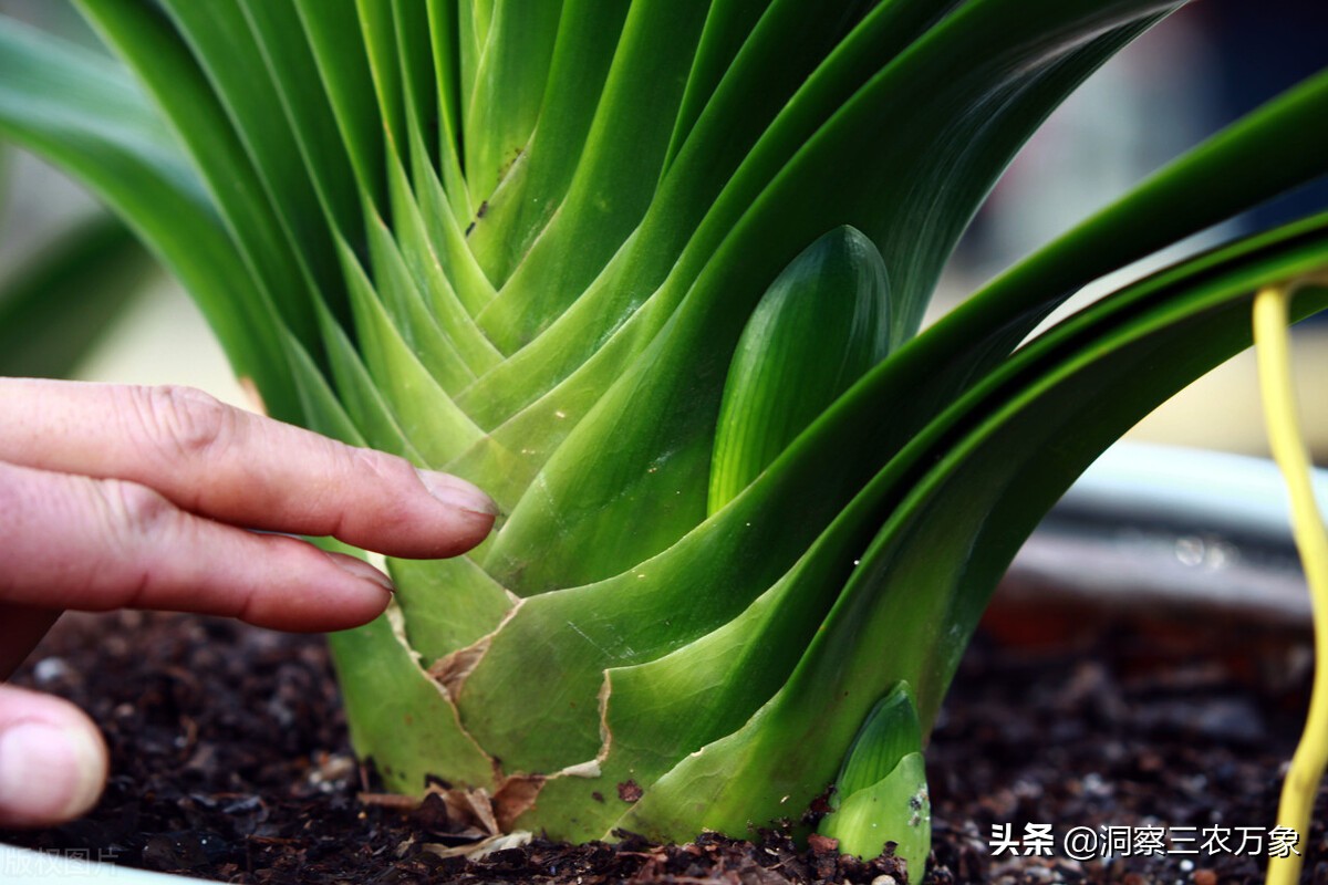 蝴蝶君子兰雄蕊雌蕊怎么区分,君子兰雌蕊雄蕊哪个基因稳定