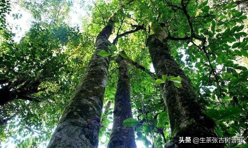 干货分享西双版纳普洱茶茶山行,普洱茶马古道起点