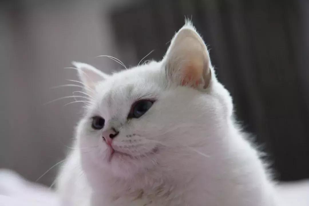 夏末秋初，刘三姐的英短咪咪，邂逅梁实秋的白猫王子