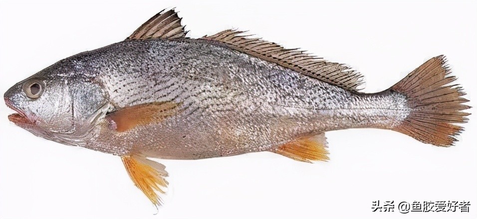 鱼胶正确的泡发方法和做法,鱼胶的制作方法最正宗