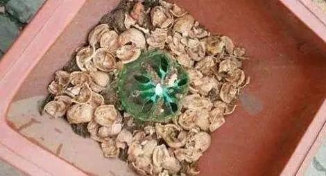 盆栽植物该如何预防积水烂根？用上防堵塞，花根越长越旺盛