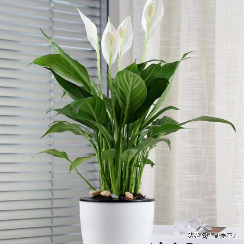 一帆风顺叶子发黄的解决方法,一帆风顺叶片枯萎发黑是什么原因