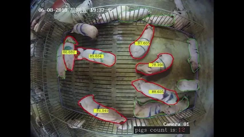 京东网易阿里巴巴养猪,阿里网易养猪业