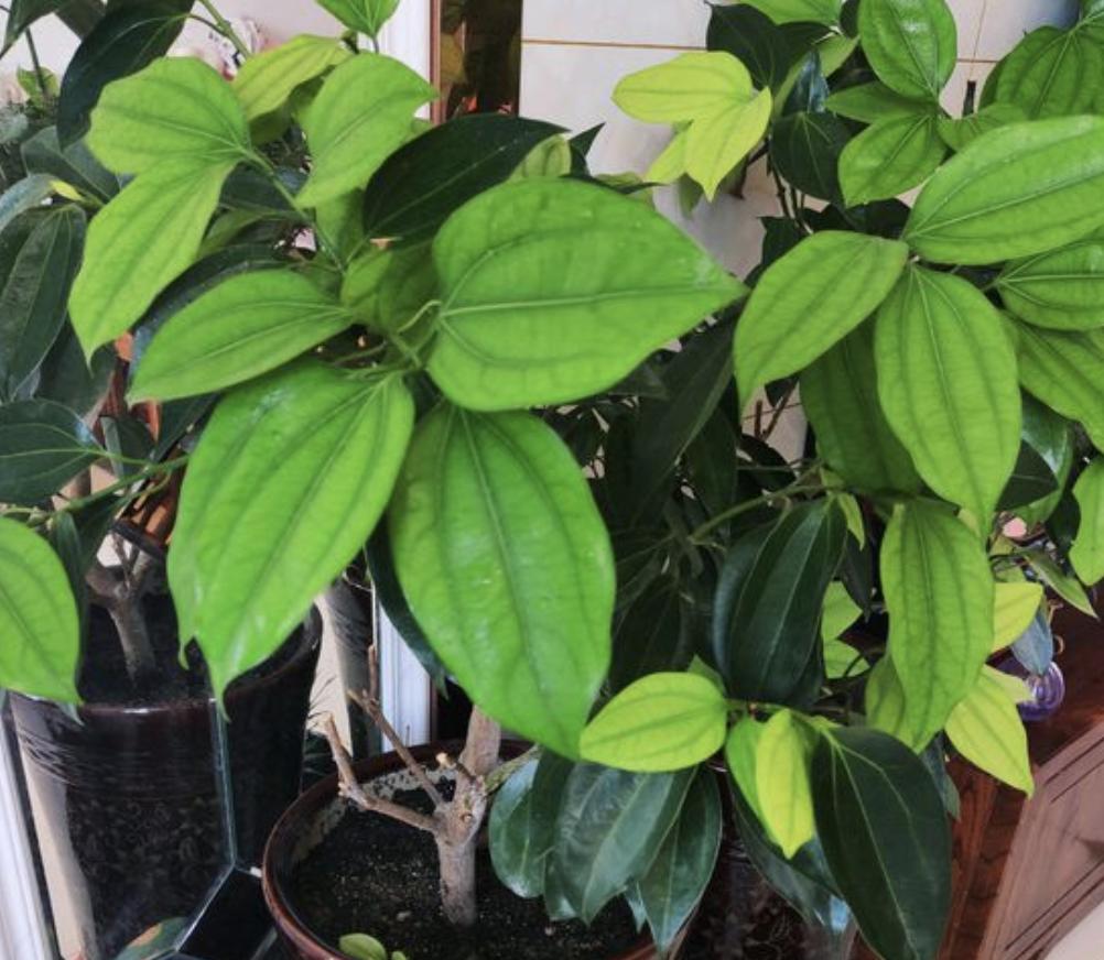 客厅养这5种花最忌讳这一点,家里适合养的花和植物风水