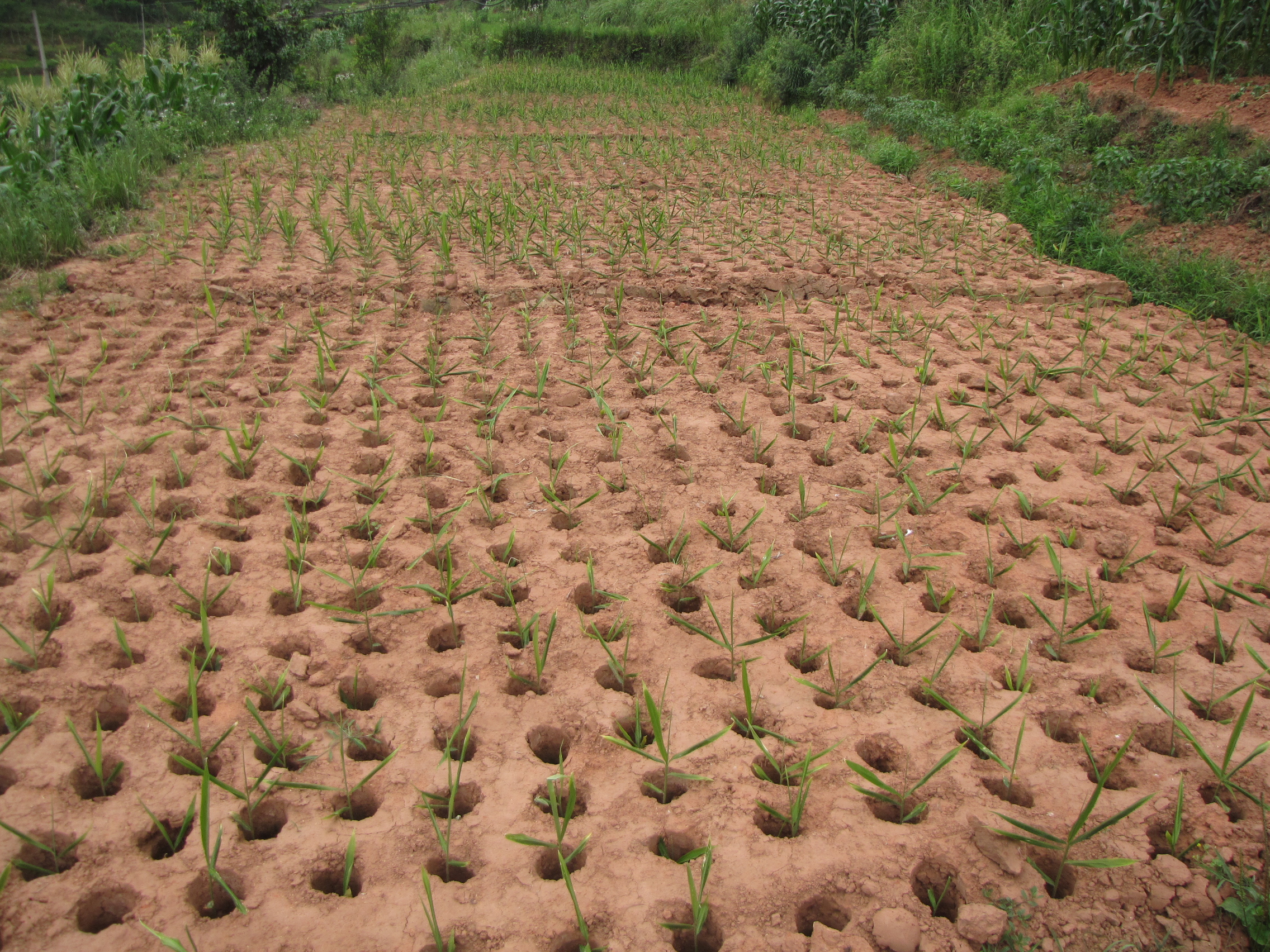 生姜撬窝种植有哪些优势,生姜撬窝种植多大直径