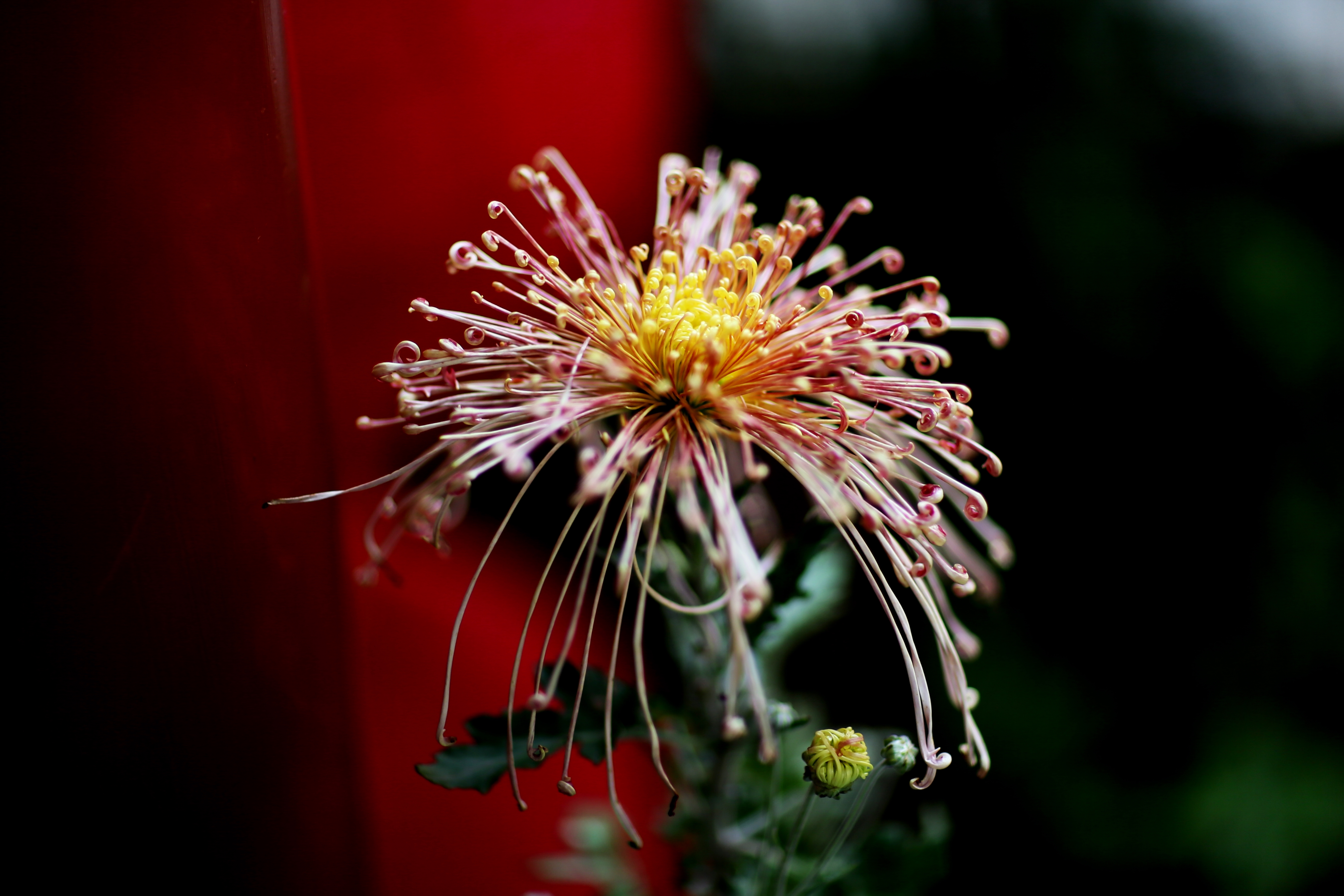 带你看开封清明上河园的菊花展,开封第41届菊花文化节清明上河园