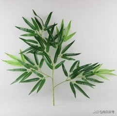 每日一味中药竹叶柴胡,每日一药大全