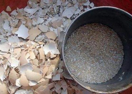 水泡烂苹果,可以喝的“营养液”,干净肥力大,浇啥旺啥,还减肥