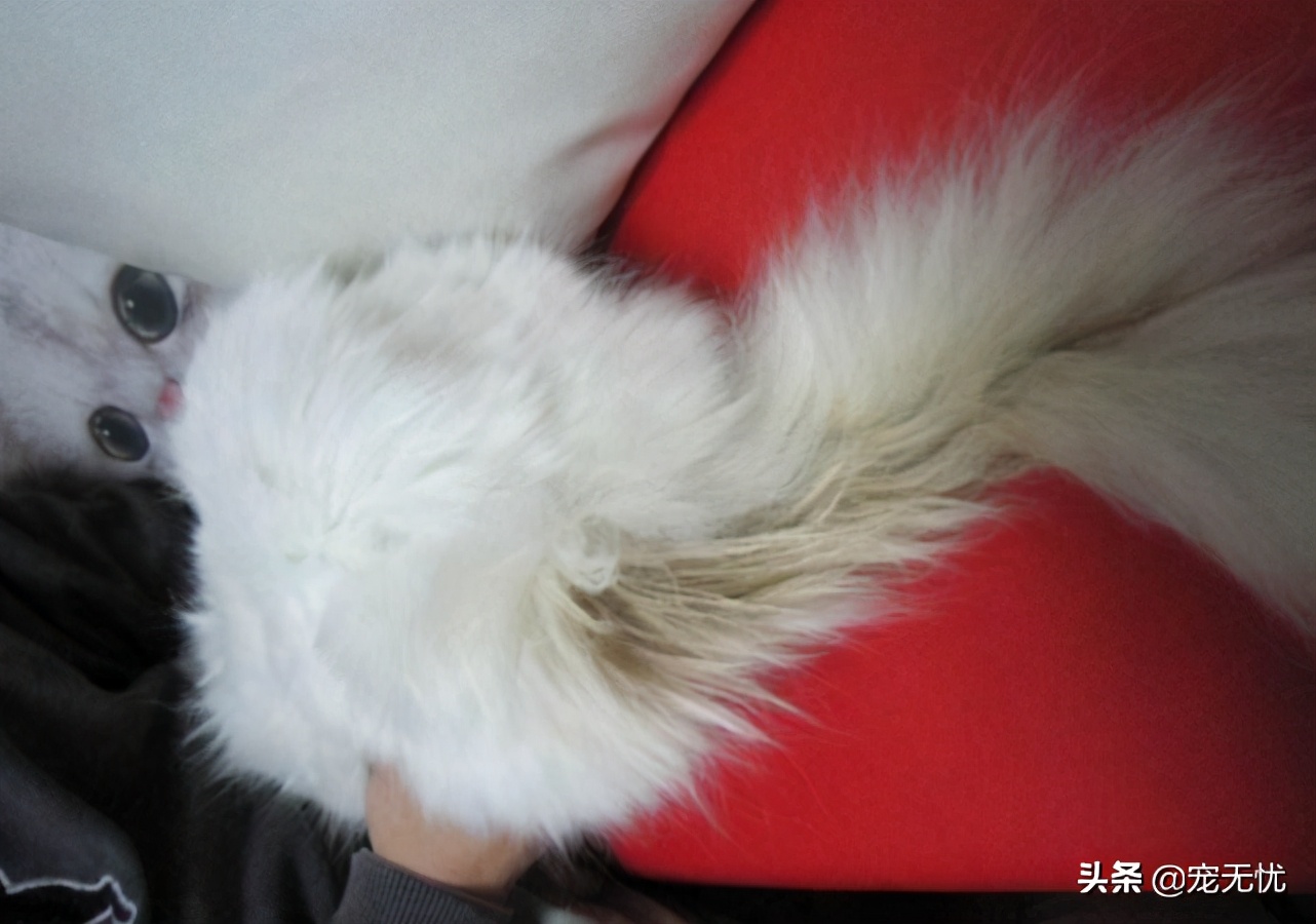 猫咪感染猫癣？不要急，这篇文章全部给你解决