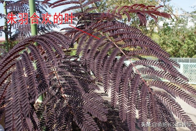 朱羽*欢合**的栽培管理及园林应用