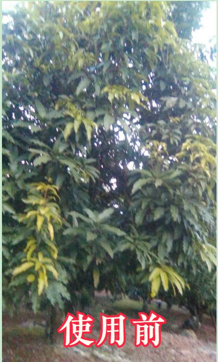 芒果叶缘枯病怎么治,芒果黄叶病要什么药