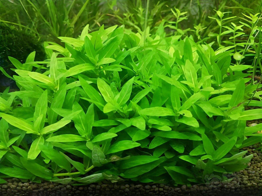 鱼缸养水草的主要作用是什么,鱼缸哪种水草好养养不死