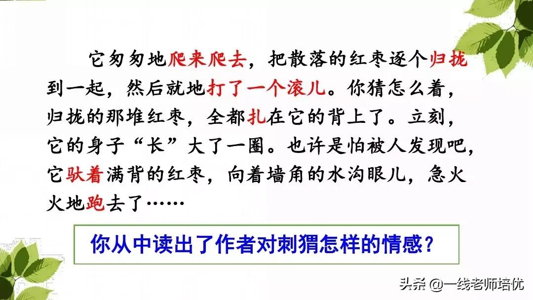 带刺的朋友三年级上册,三年级语文带刺的朋友课文知识点