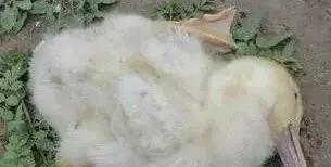 小鸭子只喝水不吃食是怎么回事,小鸭子一只不吃东西怎么办