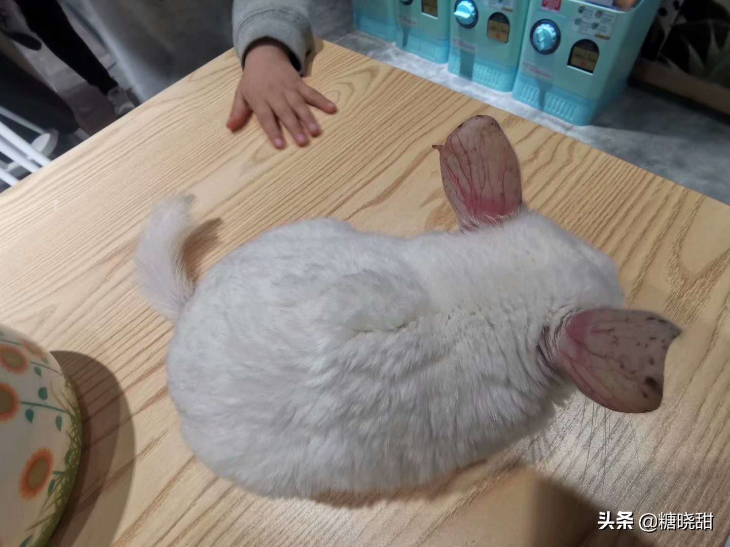 龙猫土拨鼠蜜袋鼯,龙猫真是太可爱了心都要被萌化了