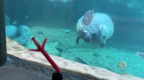 为什么商场门口的充气人偶总是舞得那么魔性