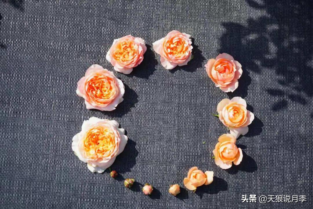 优雅女士月季花,奇葩月季品种图片