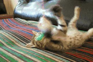 福懋动物医院猫科,福懋宠物诊疗中心