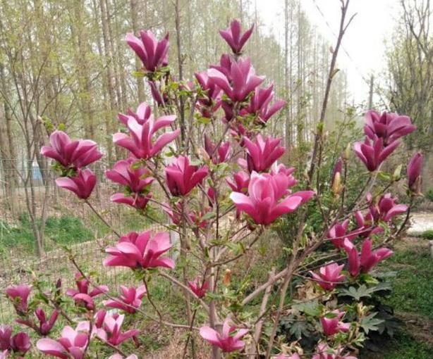 白玉兰黑叶,黑叶白玉兰救活方法