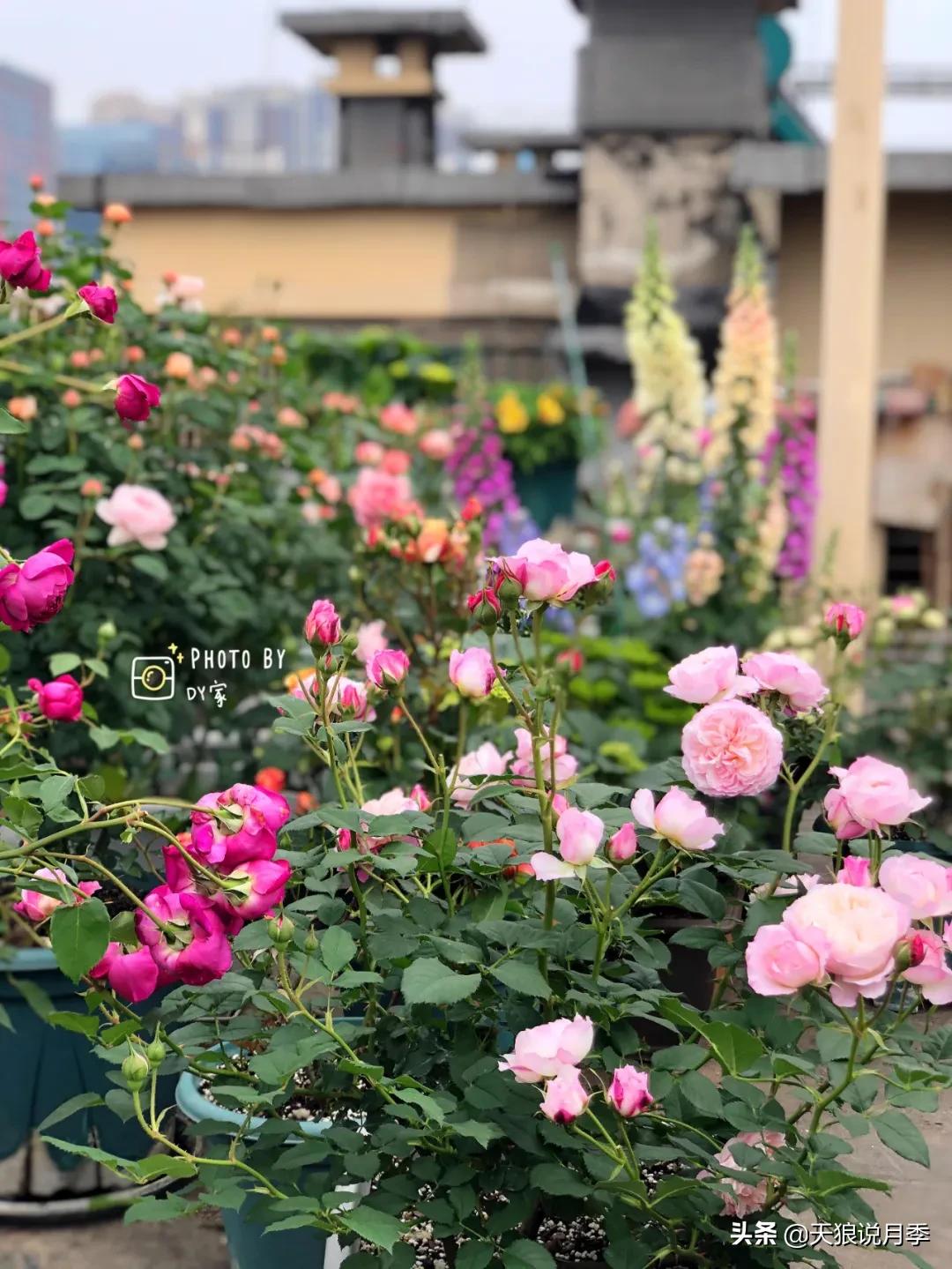 月季春季第一波花要不要剪,月季春季第一波花开后嫁接