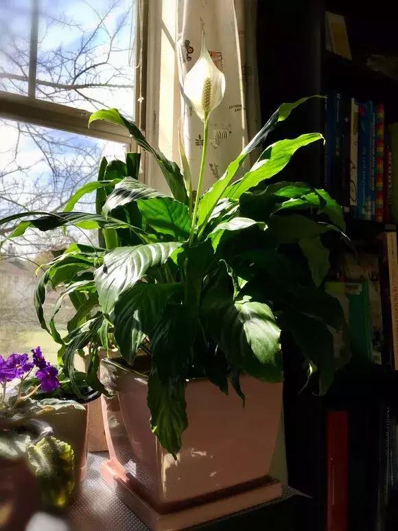 马蹄莲和白掌红掌的区别,马蹄莲和白掌哪个更加珍贵