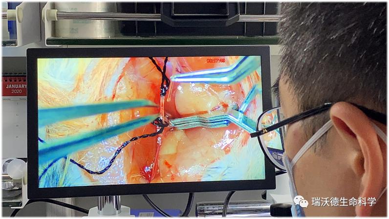 用显微镜做实验的视频,学习使用显微镜的实验现场照片
