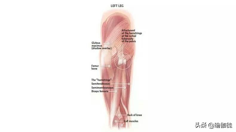 后侧肌群拉伤是什么感觉,大腿后侧肌群韧带拉伤怎么恢复快