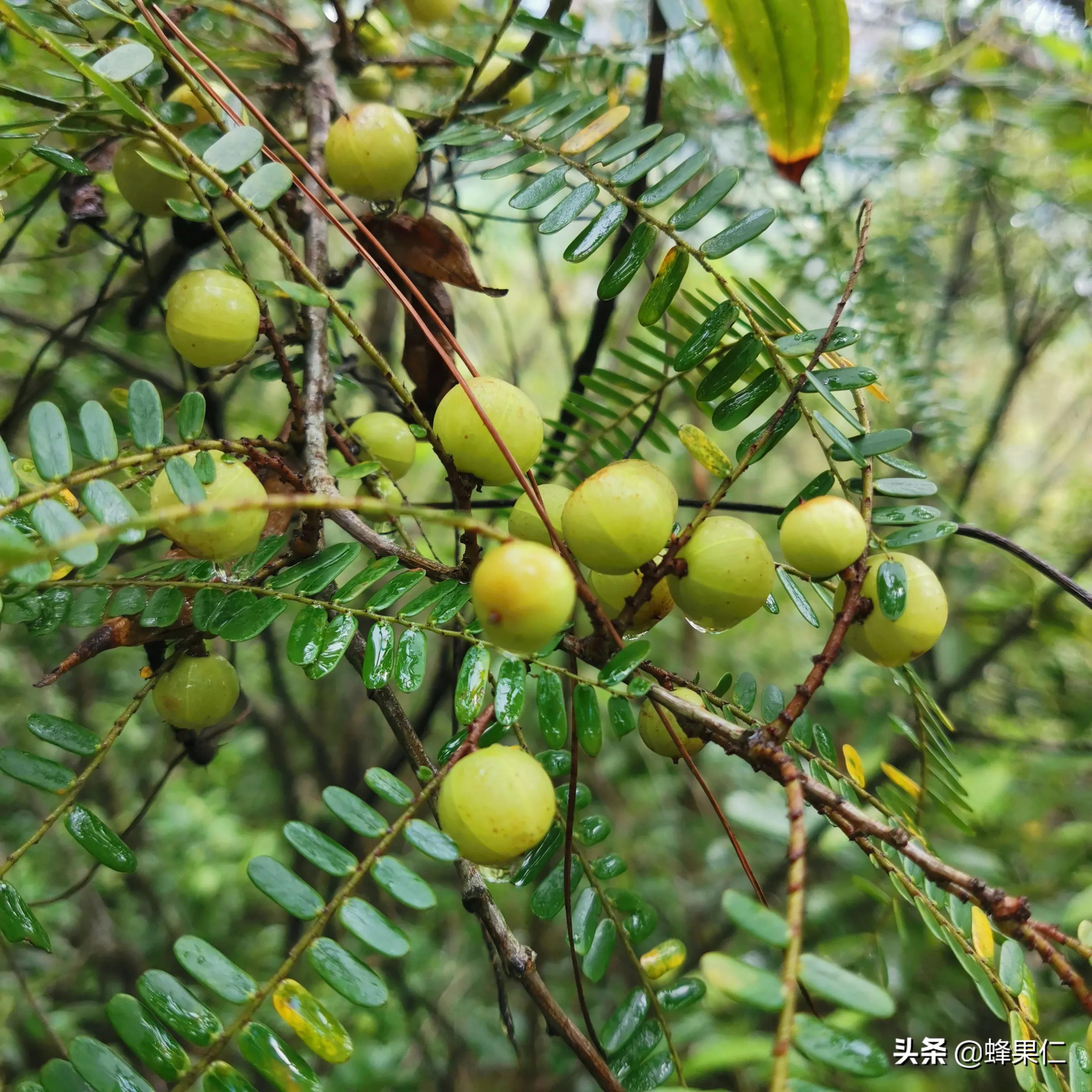 农村的所有野果,农村常见50种野果