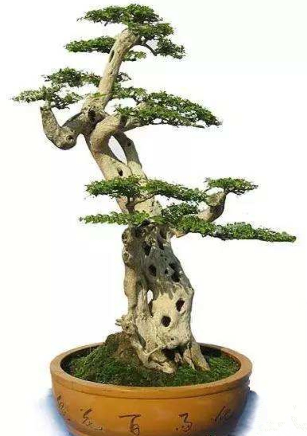 农村山上制作盆景的老树桩,农村盆景原材料