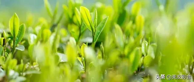 古代诗人有哪些关于诗的雅号,中国古代诗人雅号别称大全