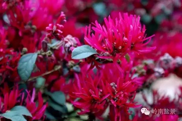 檵木小老桩盆景,檵木盆景图片大全