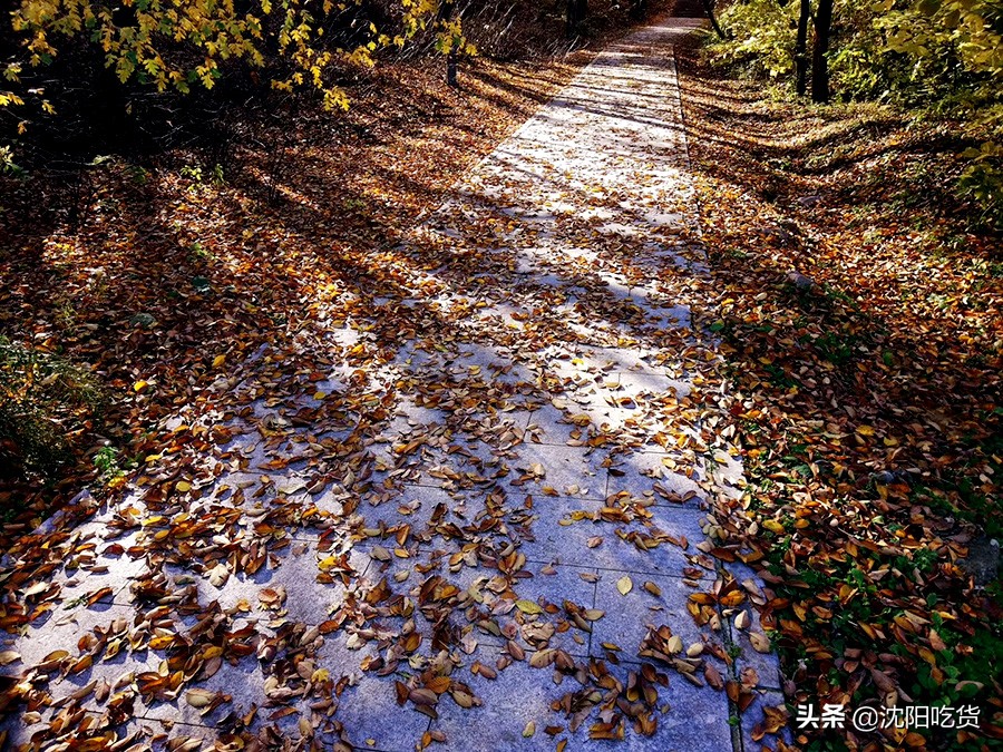 新冠大魔王还没打败，五一可别乱跑，咱就来个沈阳周边野餐郊游吧