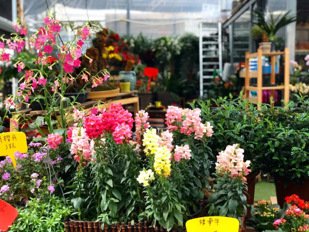 重庆最大的花市在哪里,重庆花市排名前十名