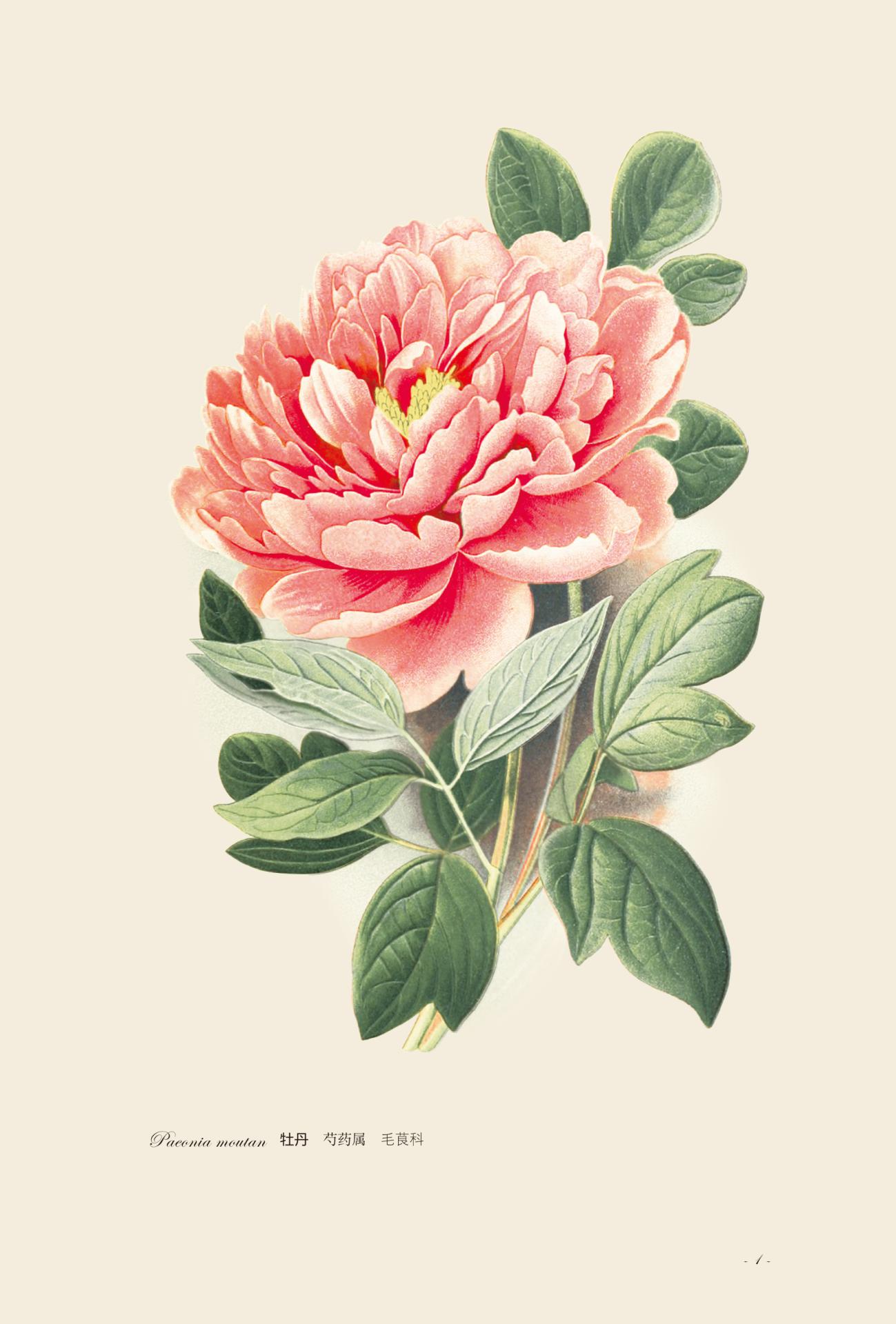 园艺花卉图谱这本书怎么样,中国花卉园艺