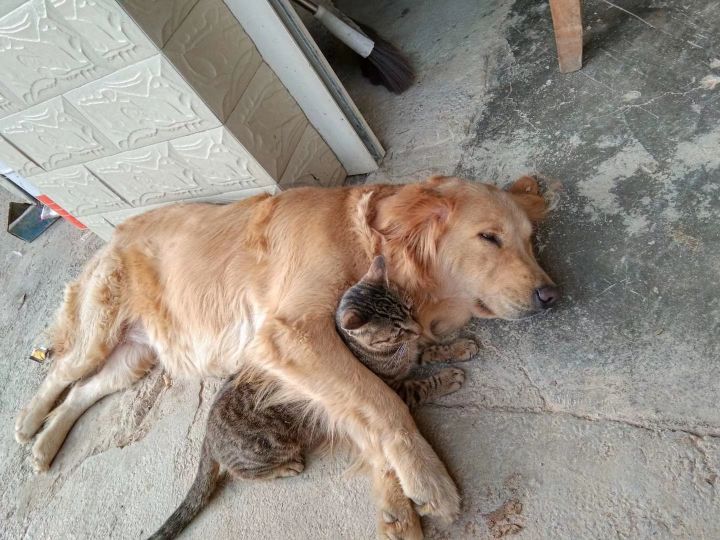 网上买狗如何防止被骗,网上买狗怎么避免被骗